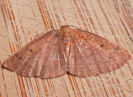 Black-dotted Ruddy